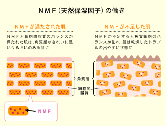 天然保湿因子の働きが書かれた写真