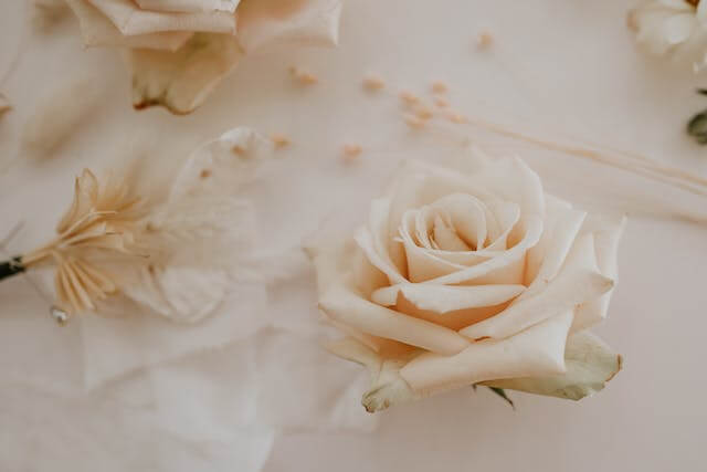 白いバラの写真